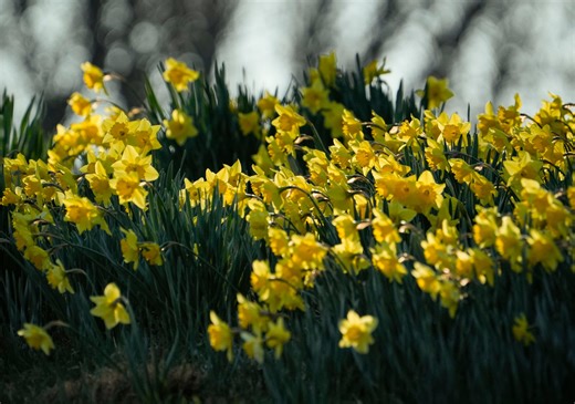 These Delaware towns were named 'most beautiful' to visit in spring