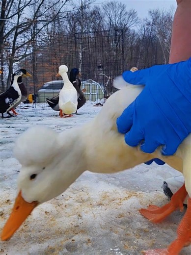 Today was all about taking care of my ducks 🦆 I treated all nine of them for poultry mites, starting with my crested, then my Rouen, and going one by one until every single duck was properly cared for. I also treated Sparrow, who’s currently in quarantine while she heals from an injury. It’s not always easy, but making sure they’re healthy and comfortable is always the priority. Real farm life, real care, every single day. #DuckCare #FarmLife #PoultryCare #DuckTok #AnimalCare