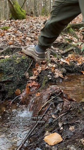 10K views · 477 reactions | Birch tree sap has been used for centuries in traditional medicine and is known for its many health benefits. It is a #garden #gardening #gardenlife #gardendesign #gardeningtips #gardeninspiration #garden #gardens #gardener #gardenlove #gardeninglife #gardening #gardenideas #gardenlover | Garden Dude | Facebook