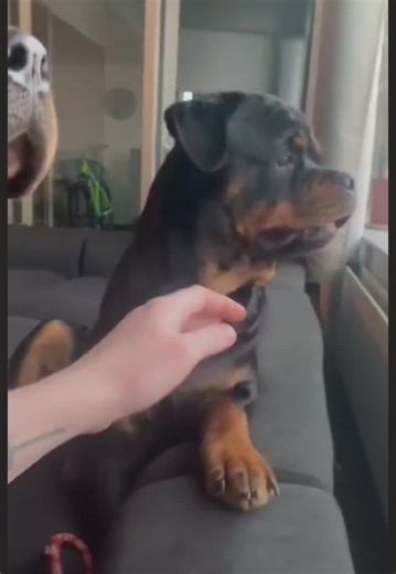 So adorable 🥰 | puppies cute videos