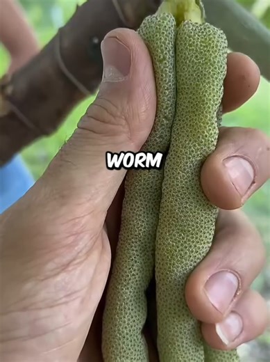 Gummy Worms Made with Natural Ingredients: A Healthier Treat