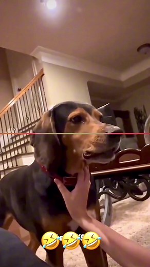 Funny Talking Pets Compilation That Will Make You Laugh