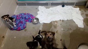 We have puppies and their mom Lolly up for adoption! Come in and meet them today! We are open from 12-7pm. | Humane Society of Southern Wisconsin