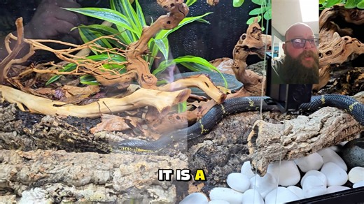 Bioactive isn’t “throw some dirt in and hope.” Drainage layer. Step-ups for heat gradient. Humid hide built into the terrain. Plants to buffer moisture. Springtails isopods to close the loop. When it’s dialed in, this becomes a living system — not just a cage. Large colubrid. Large waste output. So we built it accordingly. Let me know what you’d tweak. | Bama Reptiles & Ranch