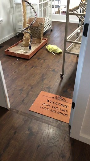 Iggy the umbrella cockatoo on TikTok