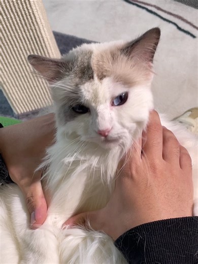 POV: You tried the viral trend… but your cat said ‘no smooth mode today’ 😼 #pawhut #cat #CatTok #FunnyCats #ViralTrend #PetHumor #RelatablePets #CatLife #ViralPets #FurryFriends #TrendFail