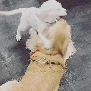 observing and discussing dog behavior. a dog geek’s dream. yes, we are geeks. #chiragpatel #domesticatedmanners #dogsbestfriend | Dog's Best Friend