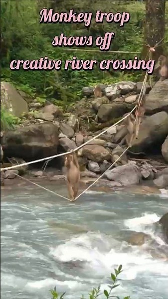 Monkey troop shows off creative river crossing in China's Sichuan