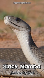 The Black Mamba Is The BEST Snake Ever! #blackmamba #snake #nature #animals #fblifestyle | Robert Wedderburn Productions
