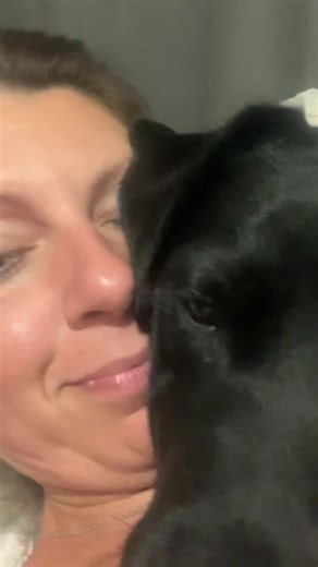 Kissing my Labrador puppy nonstop looks like 🥰 Guys please follow us on YouTube as well https://youtube.com/@persathelabrador2020 | Persa the Labrador