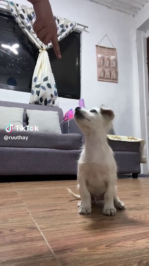 Leash Training Your Puppy: Tips from an Animal Trainer