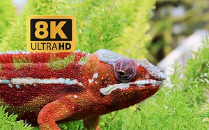 8K HDR 60fps 超高清 演示视频