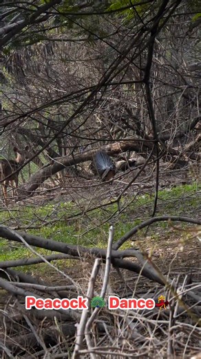 Mohd Mubark on Instagram: "Peafowl 🦚 Dance❤️ #peafowl #peacock #birdsphotography #peacockdance"