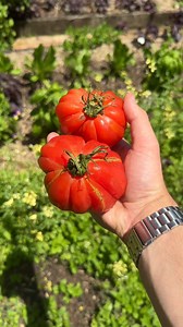 Summertime in the Chiswick garden means our produce is thriving  | CHISWICK Restaurant | Facebook