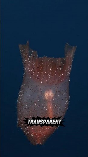 Enypniastes! The Bizarre Transparent Sea Cucumber