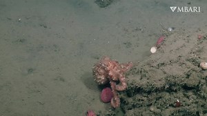 2.8K views · 197 reactions | Tiptoe through the seafloor ✨ ⁠ The...