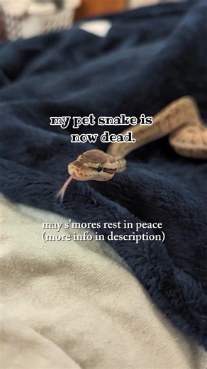 my pet snake has unfortunately passed away I couldn't be sadder 💔 #ilovemypet #snake #sad