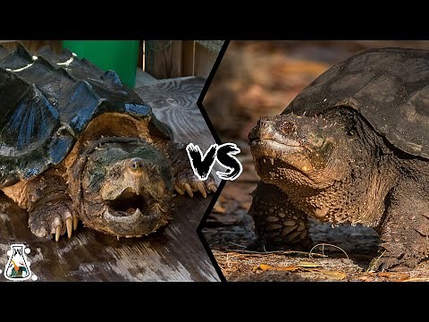 ALLIGATOR SNAPPING TURTLE VS COMMON SNAPPING TURTLE - Who Would Win?