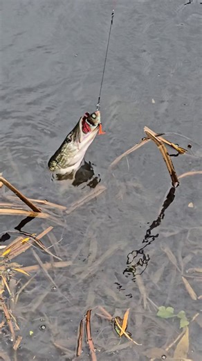 17 reactions · 3 comments | #fishing #lure #lurefishing #predatorfishing #perch #pike #perchfishing #pikefishing #custom #lures #riverfishing #fishinglure #handmade #paint #wood #water #river #alien_predator_lures #handcrafted #luremaking #lurebuilding #handmadelures #zombie | Alien_Predator_Lures | Facebook