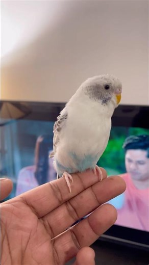 bird fun time #birds #fun #shorts #funny #viral #parakeet #cute #usa #nyc @Nextstepwithsharif