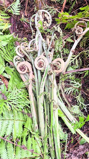 Exploring Megalodon and Delicious Indonesian Mushrooms