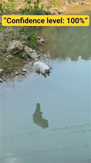 “Cat tries to jump the river… it doesn’t go well.”