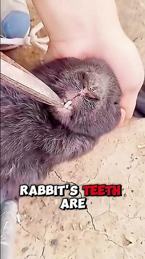 Why Do Rabbit Teeth Never Stop Growing?