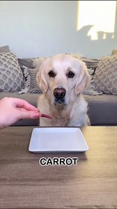 When it comes to trying new foods, no one is braver than Leo! This good boy will taste test nearly anything...and seemingly enjoy what he's given. Enjoy this video of Leo the Cream taste testing some yummy and some not-so-yummy veggies! | Leo the Cream