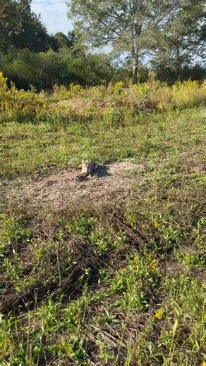 Another fawn and poult killer down! #Coyote trapping # Black Water Trapping Supply Co.NO-BS LURES Down South Trappers | Final Step Trapping