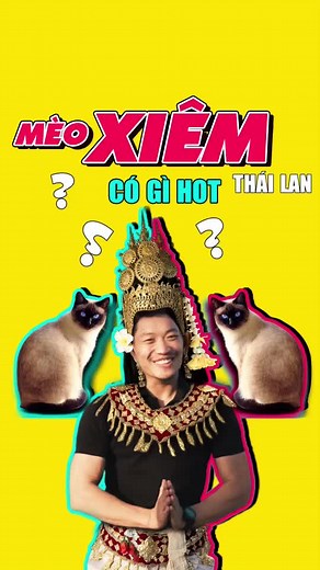 Mèo Xiêm Thái Lan: Đặc Điểm Nổi Bật