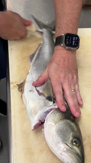 Cooking Bluefish with Chef Jeremy