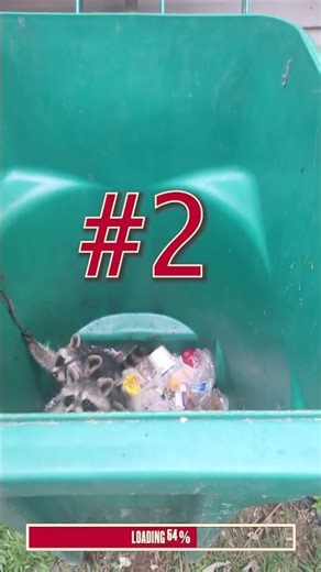 Ranking 5 "Trash Pandas" Caught In The Act 🦝 | Algorithm Cleanse #shorts