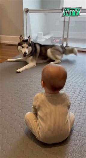Adorable Husky Gently Playing With Baby | Cutest Friendship That Will Melt Your Heart