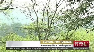 8.8K views · 656 reactions | Panda cubs with inexperienced mothers are getting lessons in life at a special school in Southwest China. | iPanda | Facebook