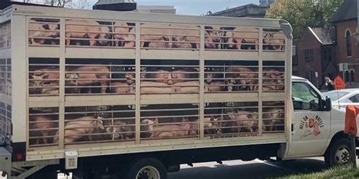 PETA’s ‘Hell on Wheels’ pig truck to stop in Springfield