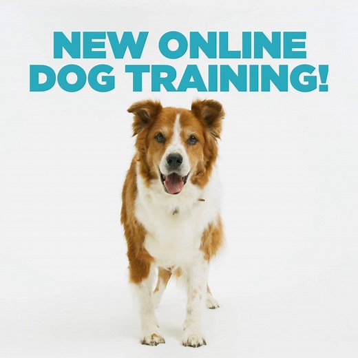Have you signed up for our new online dog training classes? We offer a range of classes from puppy training to adults and beyond, designed and led by Petco certified dog trainers. Learn from the comfort of your own home. Sign up today: http://spr.ly/6183Gji3h | Petco