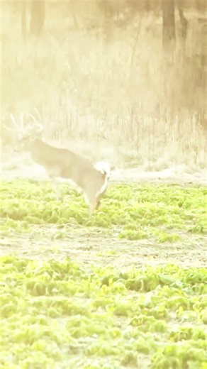 Perfect Shot – Epic Deer Hunting Moment #harehunting #deerhunting #viral #archary #camtrap #hunting