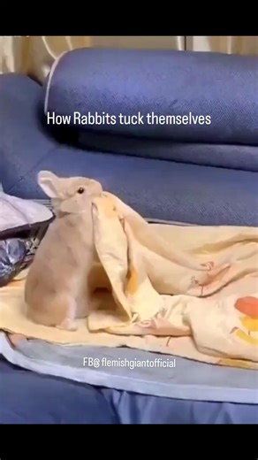 Aaaand I'm out! That's how I do it! 😄 | Flemish Giant Rabbit