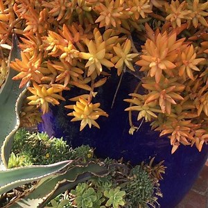 Orange cobalt = WOW. 😍 Jim Bishop’s garden in San Diego is on tour May 12, part of the Mission Hills Garden Walk. | Succulent Container Gardens