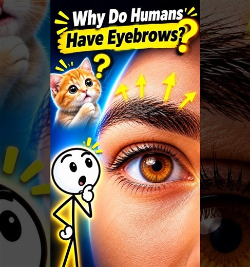 👉 Why Do Humans Have Eyebrows? 🤔 You Won’t Guess Why!