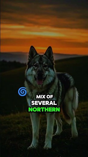 These 5 Dog Breeds Are the Closest to a Real-Life Dire Wolf!