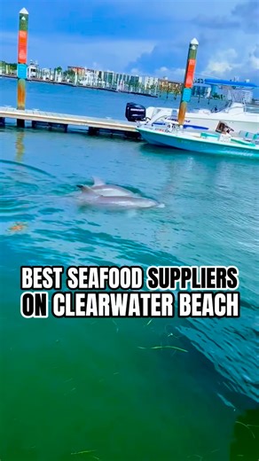 🎣Best seafood suppliers on Clearwater Beach!🐬 Lol, not the dolphins @frenchysseafoodcompany supplies all of their concepts and many others and supports their nation wide shippjng of stone crab and other deliciousness through @frenchysonline 🤙 #clearwater #clearwaterfl #clearwaterbeach #beach #tampabay | Clearwater Beach is Awesome