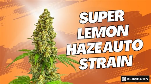 SUPER LEMON HAZE AUTO STRAIN