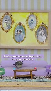 Talitiainen on yksi Lintulautaliven yleisimmistä linnuista. Se on yleinen lintu myös kotipihoilla ympäri Suomen. Tässä vinkkejä tunnistamiseen! Onko talitiainen tuttu lintu? #lintulautalive | Yle Luonto