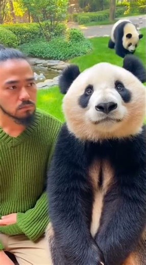 The BEST Panda Video You'll Watch Today!