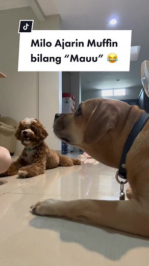 Dicontohin terus ga bisa2 gmn nih muff 😂 #fyp #fypシ #anjingtiktok🐶 #anjinglucu #dogtraining #anjingpintar #forfun