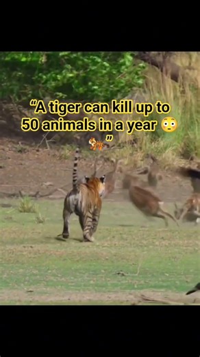Nothing Escapes a Tiger’s Eyes 👀🐅 #shorts #tiger
