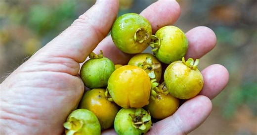 Gabiroba: benefícios da fruta pouco conhecida que é rica em fibras