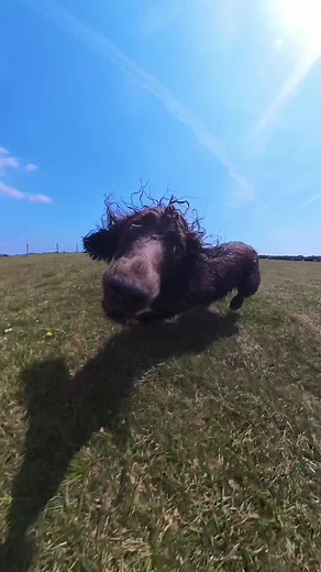 Energetic Cocker Spaniel Captured in Action