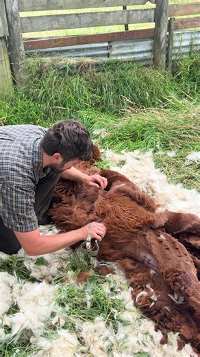 The peaceful sounds of blade shearing an alpaca. Alpacas are known for making some very strange noises at time from low humms to high pitched squeels. Often during shearing they make a variety of noises and this one is known for always making a fuss. The other two on the mob didn’t make any noise while shearing. #shearing #satisfying #animalwelfare #traditionalskills #alpacashearing